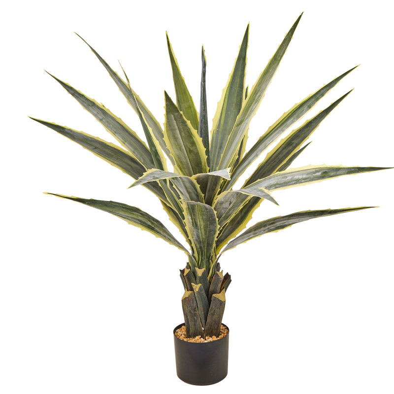 Agave 38 "en pot