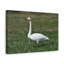 Wall Art on Canvas-1850163520