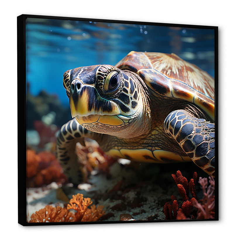 Curieuse tortue de mer sous l'eau, Cadre flottant noir, H 24 po x l 24 po