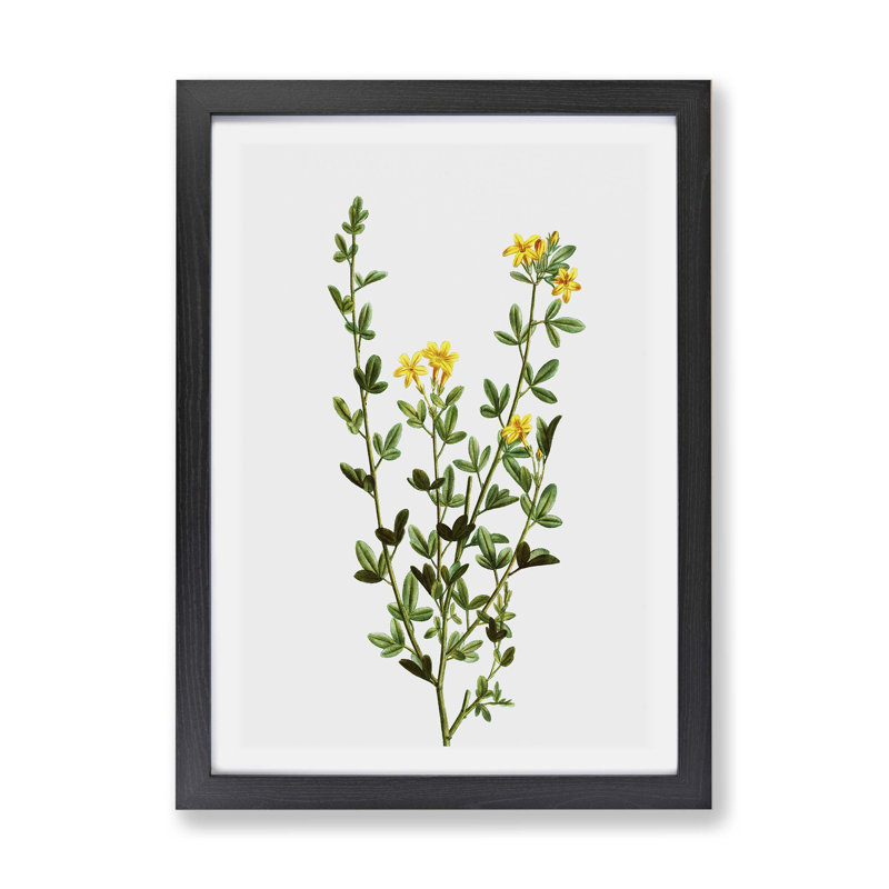Yellow Jasmine Flowers by Pierre-Joseph Redoute - Framed Print, Black, 24cm H x 33cm W x 2cm D