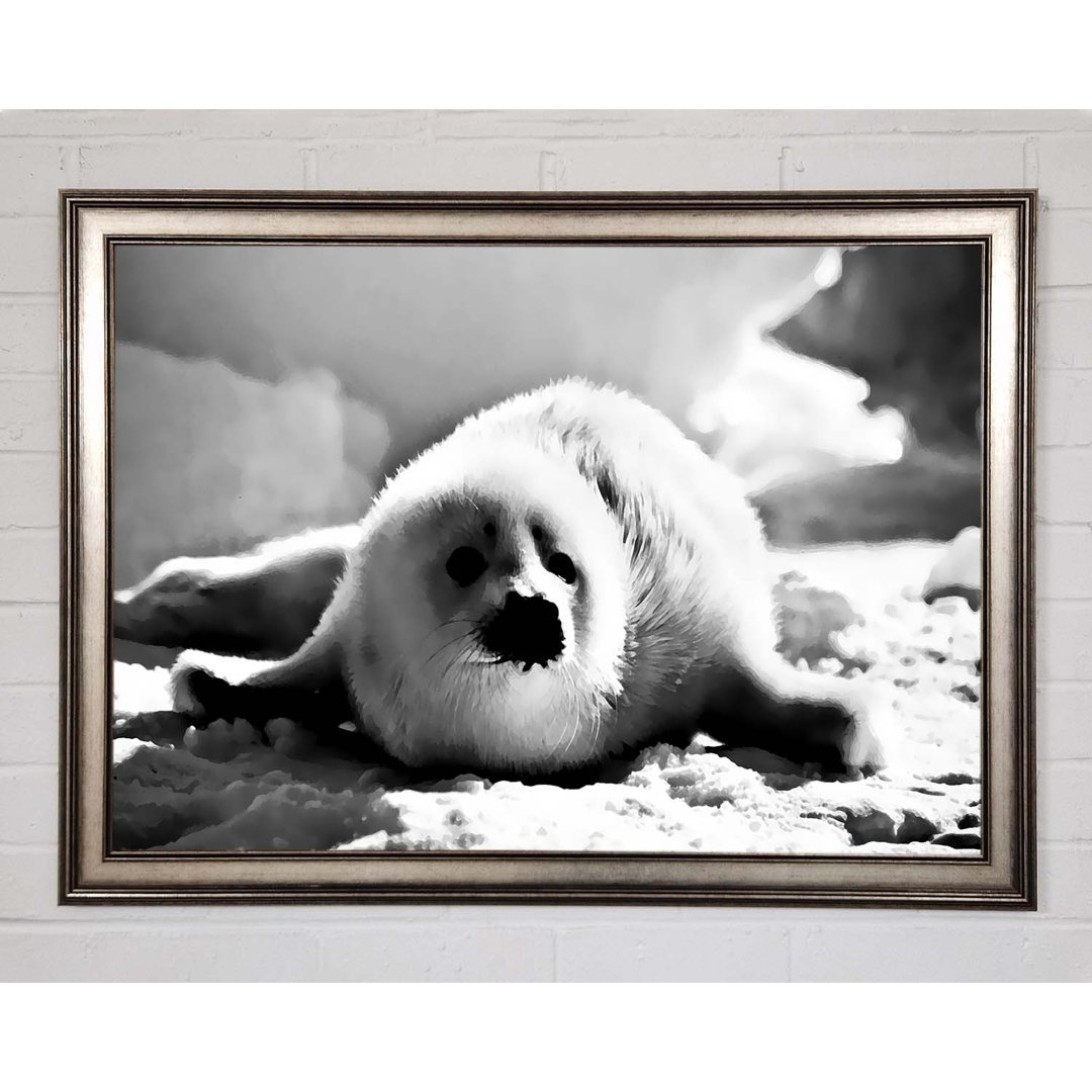 Gerahmtes Poster Seal Pup