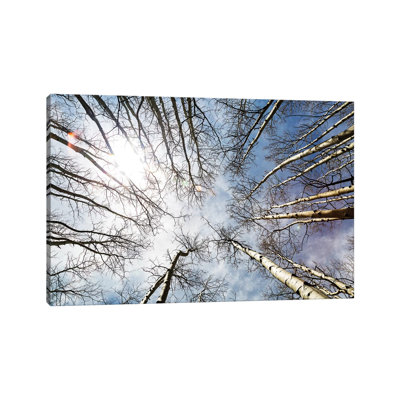 Looking Up On Tall Birch Trees by Susan Schmitz - Wrapped Canvas Gallery-Wrapped Canvas Giclée