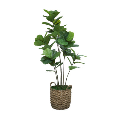 55" Fiddle Tree in Seagrass Basket
