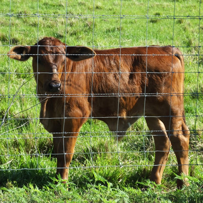 Clôture de ferme galvanisée avancée et sécurisée