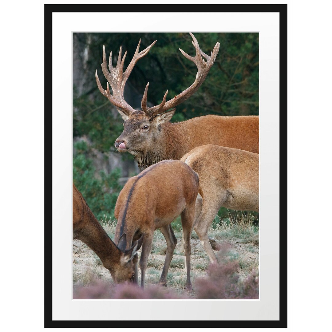 Gerahmtes Poster Hirschfamilie auf Waldlichtung