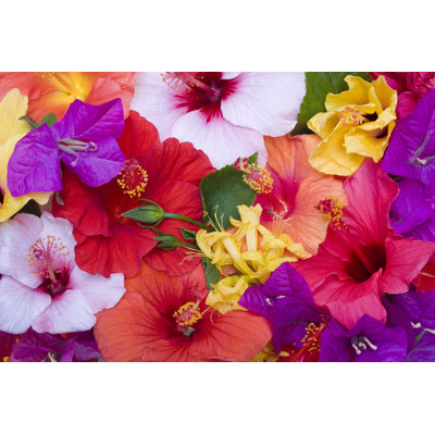 Hibiscus Flowers - Wrapped Canvas Print