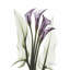 «Red Barrel Studio® Koetsier, Albert Gallery, art sur toile tendue: Calla Lily Quad en couleur AK-RC-144A-1784746360