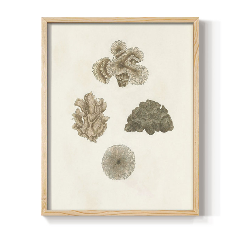 Knorr Shells & Coral VIII, reproduction encadrée - bois massif, H 11 po x l 9 po