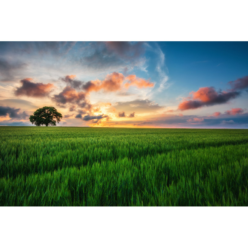 Coucher de soleil sur un champ de blé - Photographie sur toile tendue, H 8 po x l 12 po x P 1,25 po