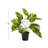 19.05'' Faux Lime Plant in Metal Pot