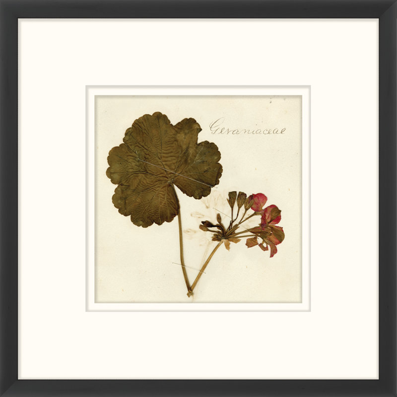 Napa Valley 1872 Herbarium XV Print