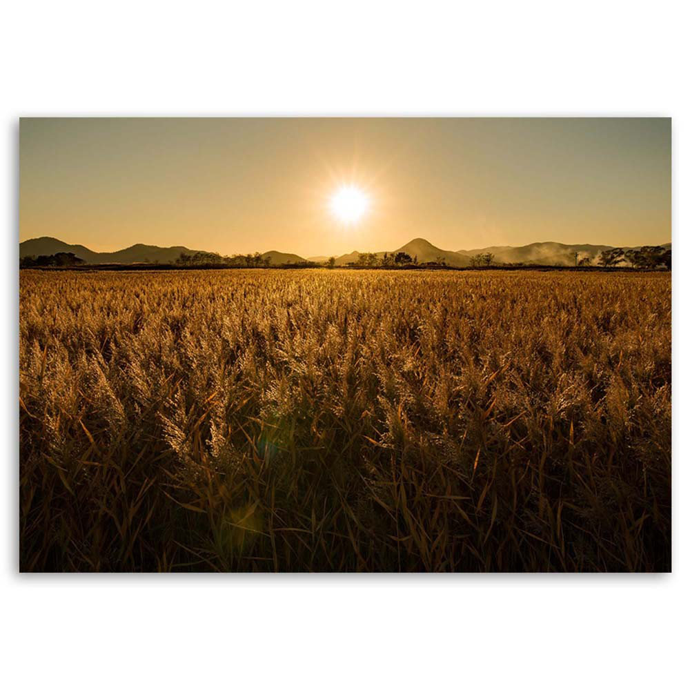 Leinwandbild Cornfield Nature