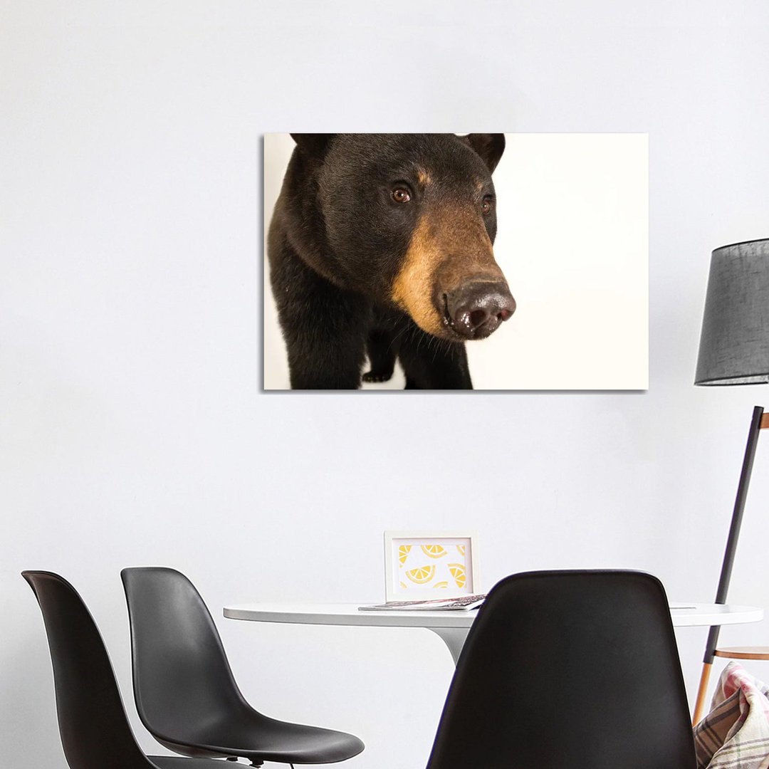 A Louisiana Black Bear At The Caldwell Zoo In Tyler, Texas von Joel Sartore - Galerie-verpackte Leinwand Giclée