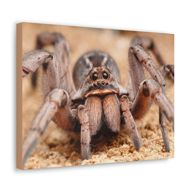 No Frame Print on Canvas, 27.94cm H x 35.56cm W