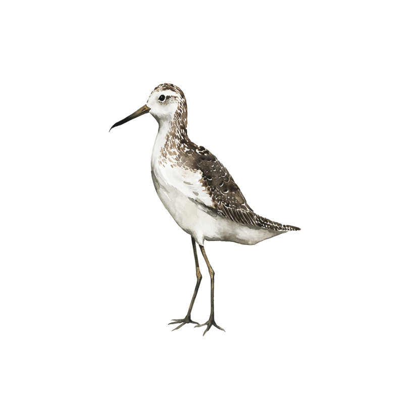 Sea Bird VI - Wrapped Canvas Print, 46cm H x 30cm W