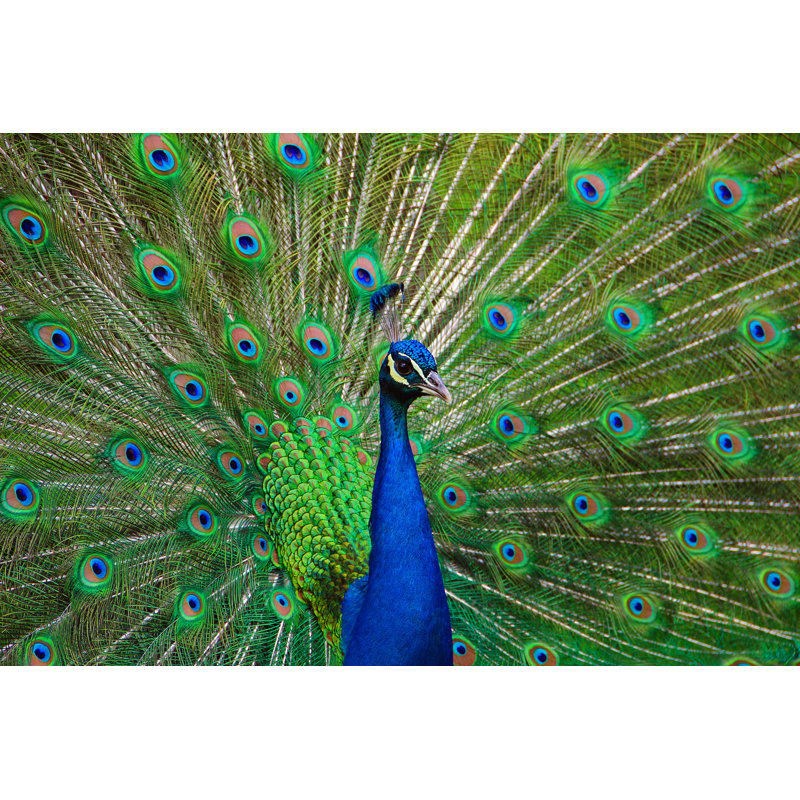 Portrait of Peacock 1 Piece Wrapped Canvas Wall Art, 81cm H x 122cm W x 3.8cm D