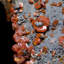 Grande vanadinite sur grille de goethite noire