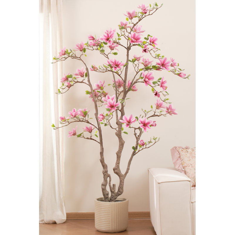 82" Pink Magnolia Flowering Tree in Pot
