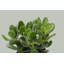 Live Jade Plant in Classic Pot-49662299