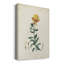 «Traditional Botanical III», impression sur toile tendue-1594425904