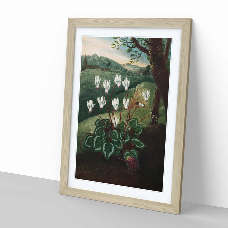 The Persian Cyclamen by R.J. Thornton - Picture Frame Painting Print, 48cm H x 36cm W x 2cm D, Oak Framed