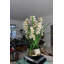 Arrangement floral d'orchidées et centre de table en pot-1348539233