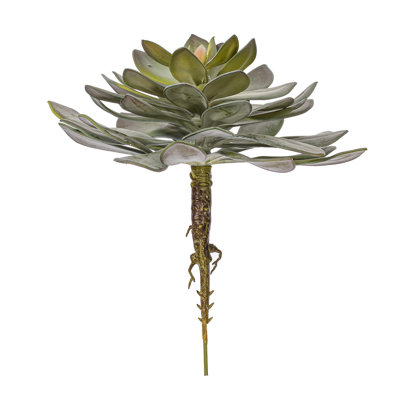 Plante grasse