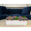 Multi Colored Sedum In White Planter-1228368899-1228368898