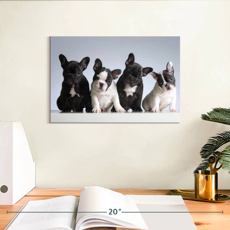 Chiots bouledogue français, H 8 po x l 12 po