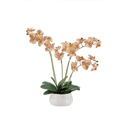 FLORAL ORCHID PHALE 4 STEM POT WHITE 23IN