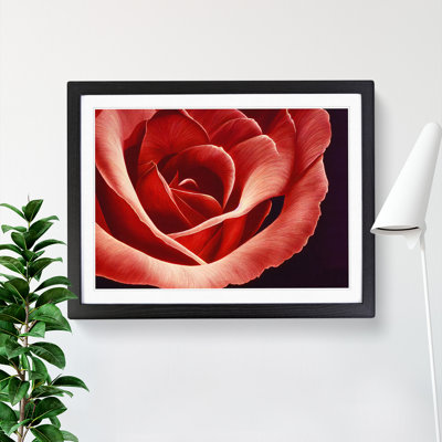 Bewitching Rose Flower - Single Picture Frame Print