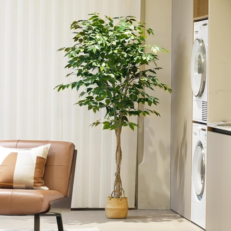 72 plantes