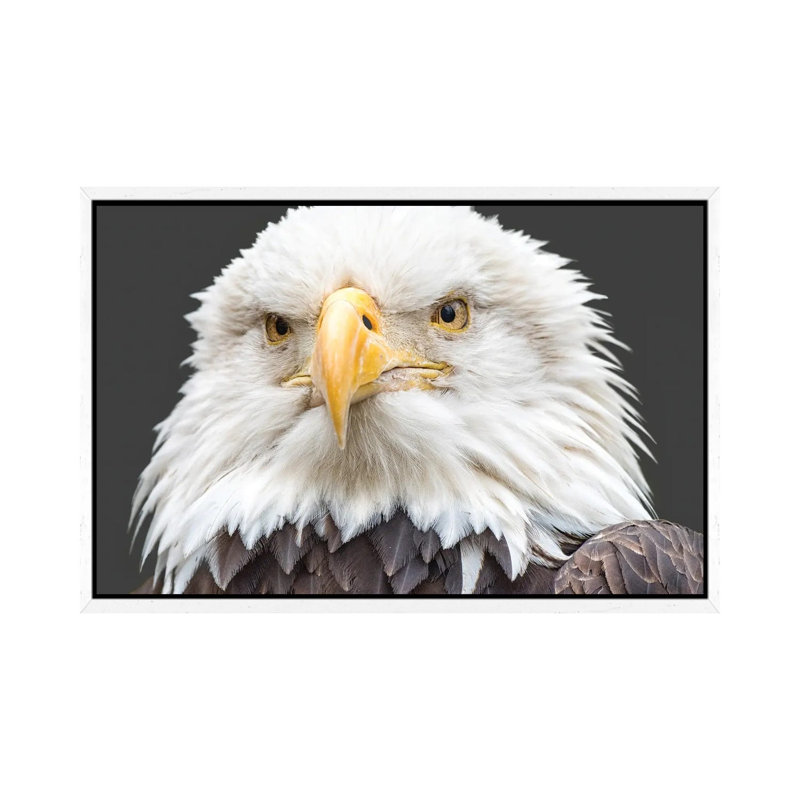 I See You Too by David Gardiner - Print on Canvas, White Framed, 66.04 cm H x 45.72 cm W