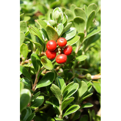 Pinemat Manzanita - Photographie sur toile tendue