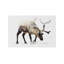 Reindeer IV by Andreas Lie - Wrapped Canvas Print-2108999160