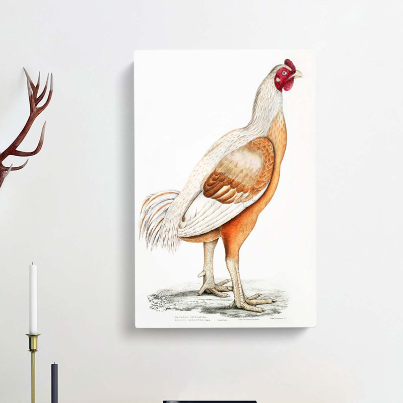 Malabar Cock by John Edward Gray - Wrapped Canvas, 91cm H x 60cm W x 3cm D