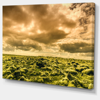" Beautiful View Of Sky And Moss "