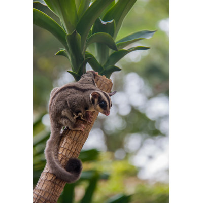 Sugar Glider par Sibadanpics - Photographie sur toile tendue