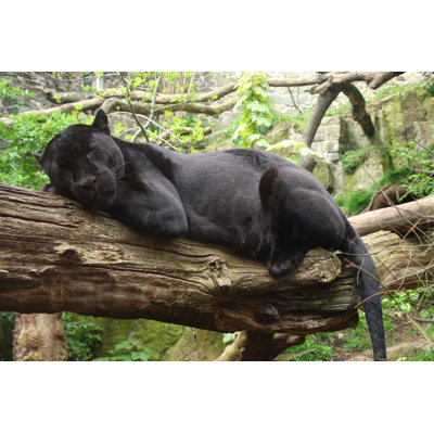 " Black Jaguar Resting " by Ewanchesser