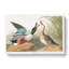 Shoveller Duck by John Audubon - Wrapped Canvas Painting-55318020