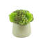 Rizal Faux Succulent in Fiberstone Pot-1299653788