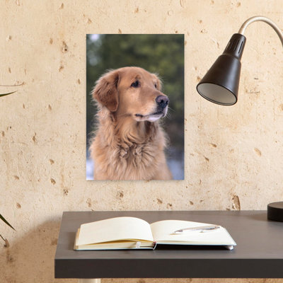 Mature Golden Retriever Dog Portrait Contemporary Dog Wall Art