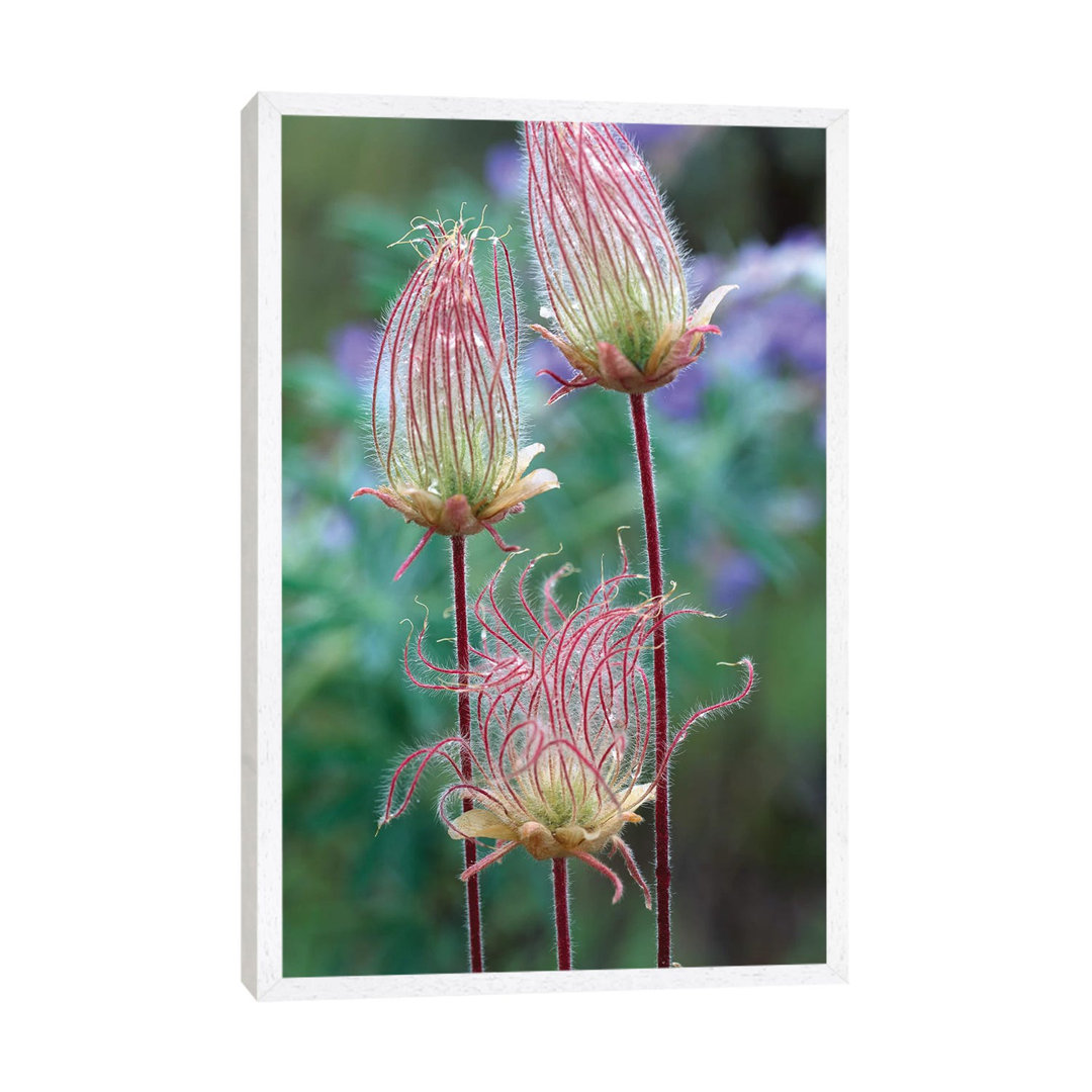 Prairie Smoke, Okanagan Valley, British Columbia, Canada von Tim Fitzharris - Galerie-verpackte Leinwand Giclée auf Lein...