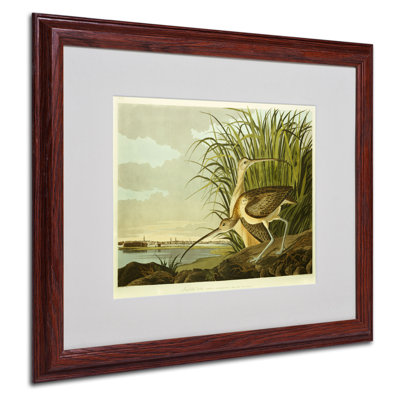 « curlew long billed », reproduction sur toile encadrée