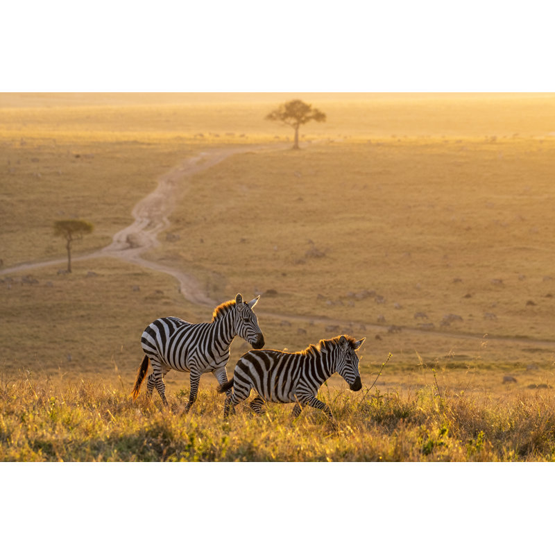 Zebras Walking Peacefully At Golden Magical Light During Sunrise In Mara - Wrapped Canvas Print, 30cm H x 46cm W 