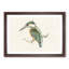 Kingfisher by Von Wright - Picture Frame Graphic Art Print-55609763-55609764