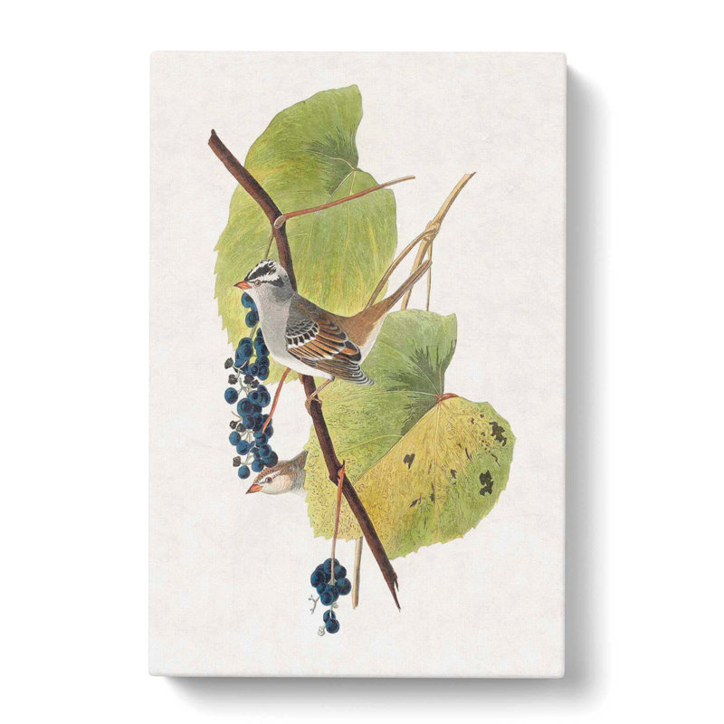 White Crowned Sparrow by John Audubon - Wrapped Canvas Painting, 76cm H x 50cm W x 3cm D