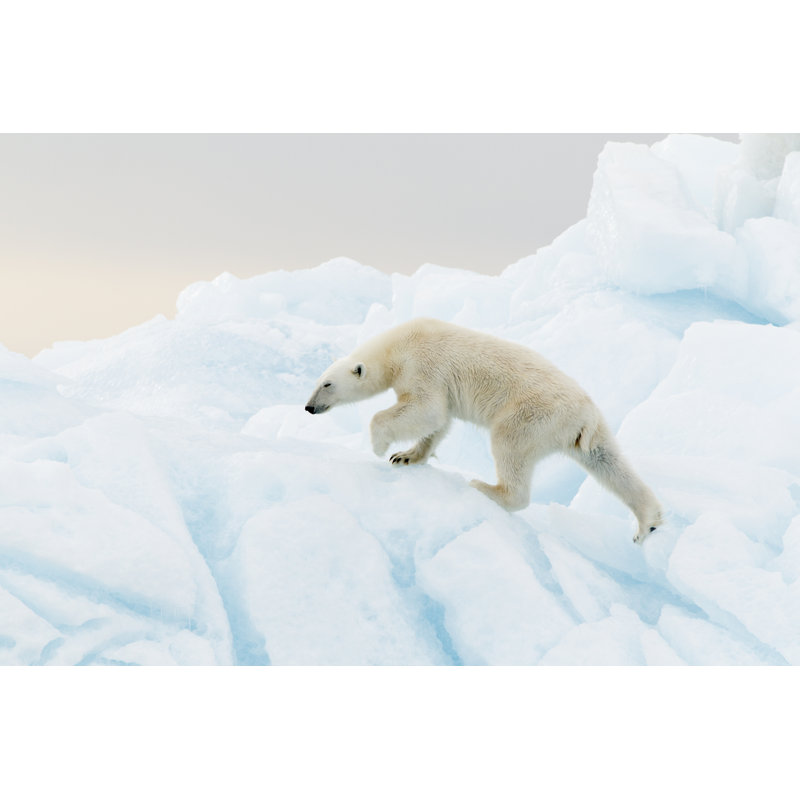 Polar Bear At Svalbard by Lanaufoto - Wrapped Canvas Print, 81cm H x 122cm W