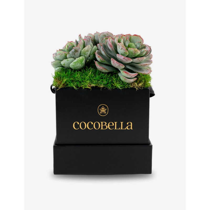 Bella Mini Succulent Arrangement