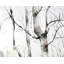 Napperon Three Birches Trees